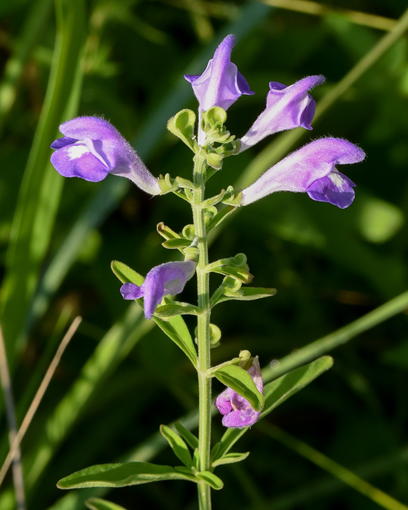 Hyssop Skullcap