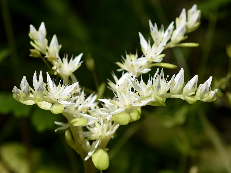 Sedum ternatum