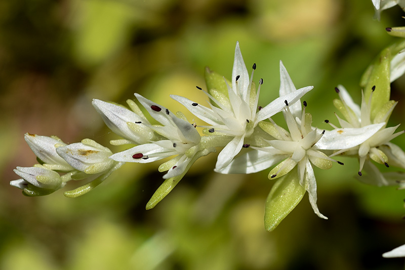 Woodland Stonecrop