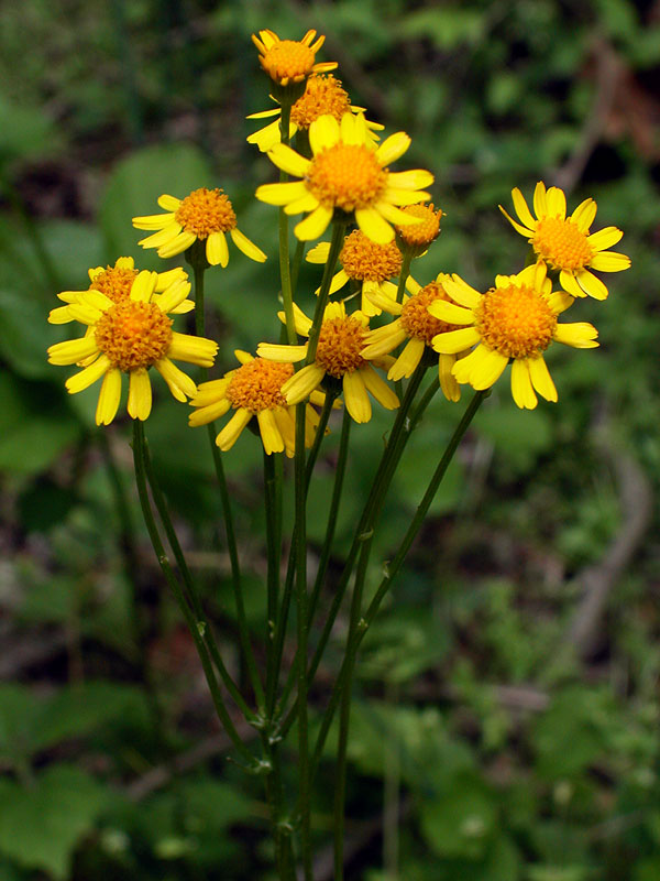 Golden Ragwort