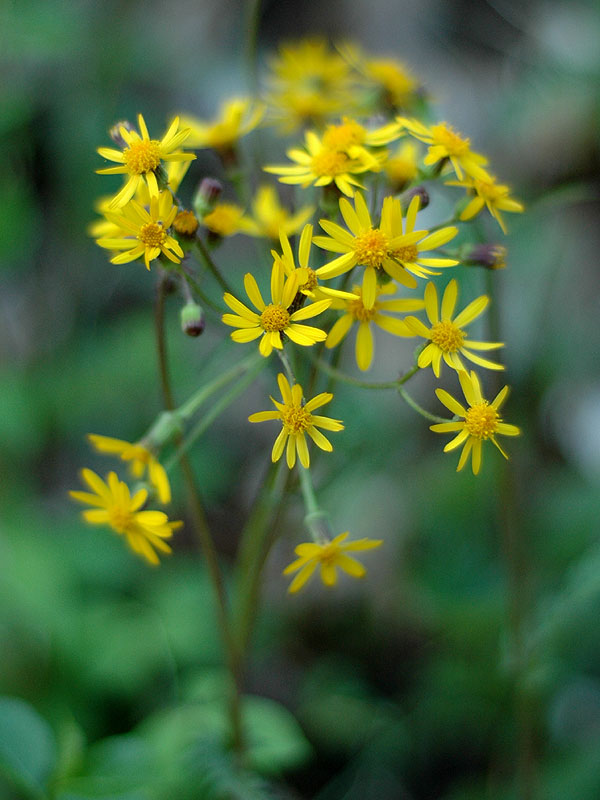 Golden Ragwort