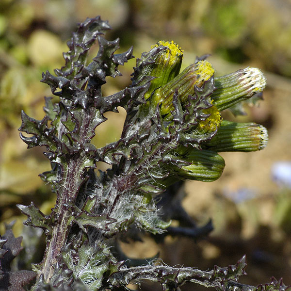 Senecio vulgaris