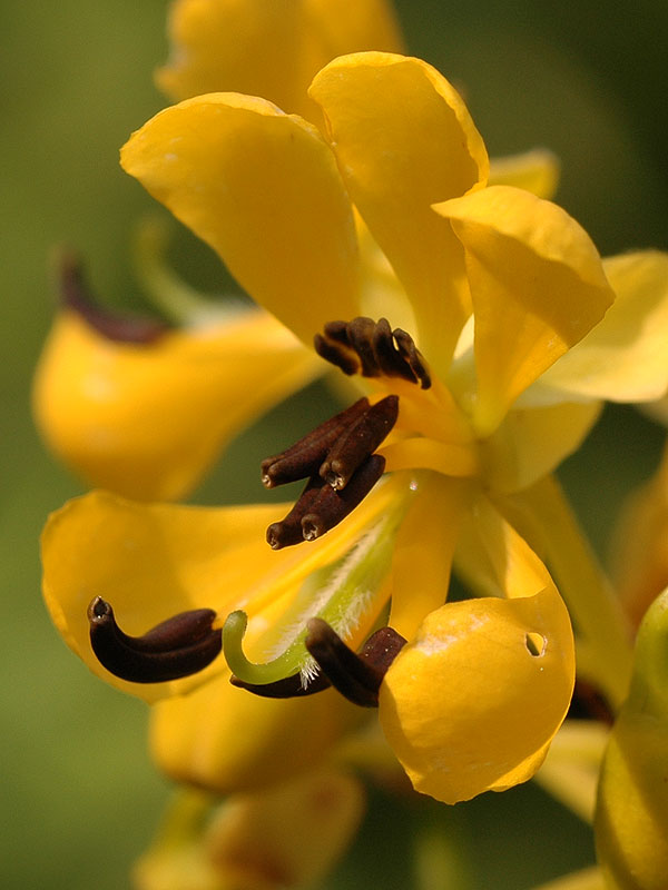 Senna hebecarpa