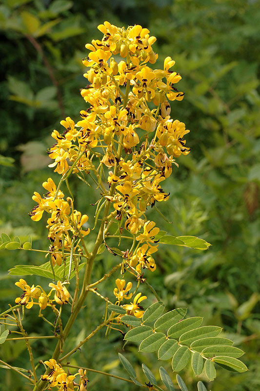 Wild Senna