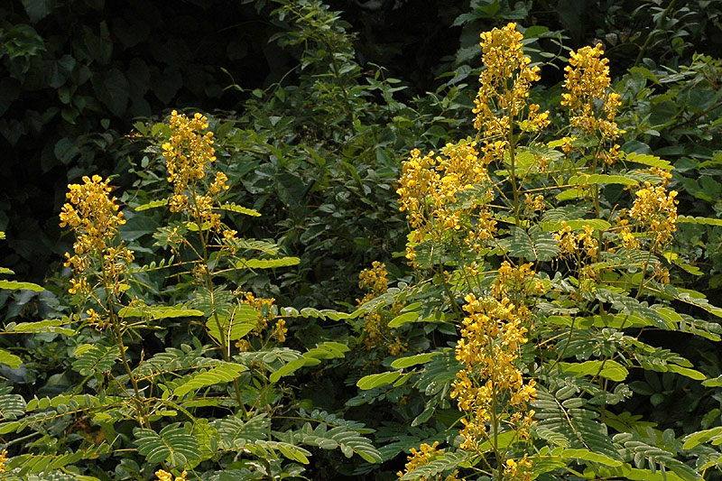 Senna hebecarpa