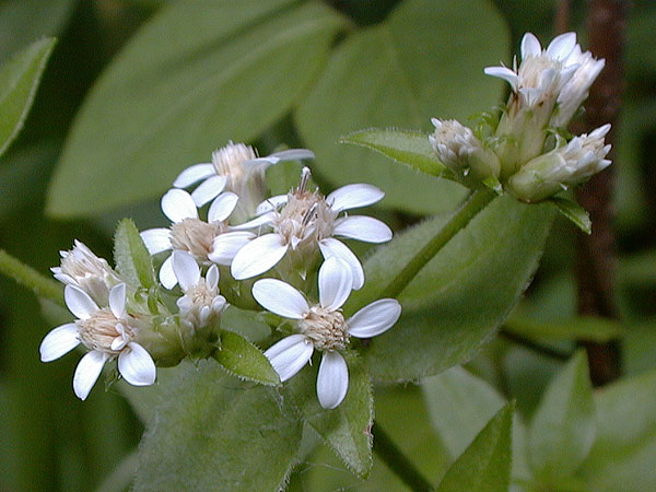 Sericocarpus asteroides