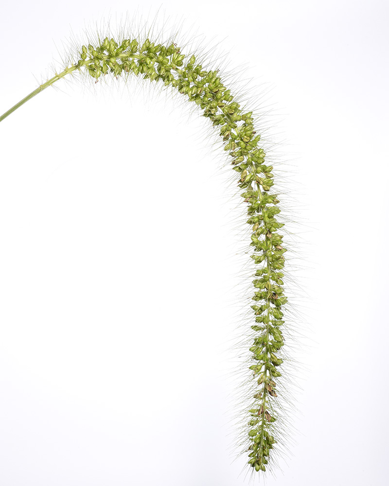 Setaria faberi