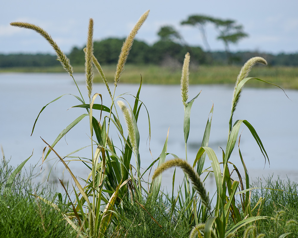 Giant Foxtail