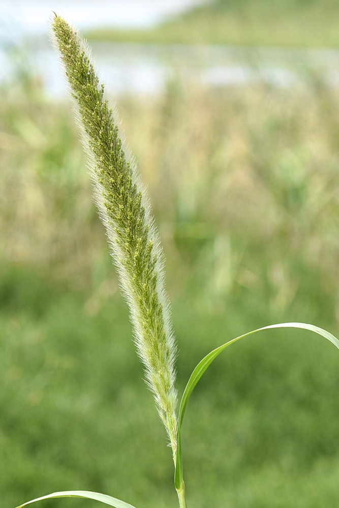 Giant Foxtail