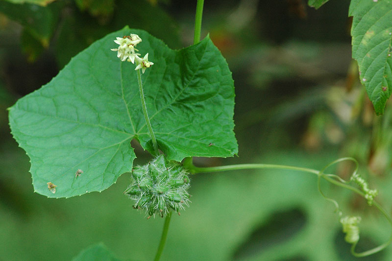 One-seed Bur-cucumber