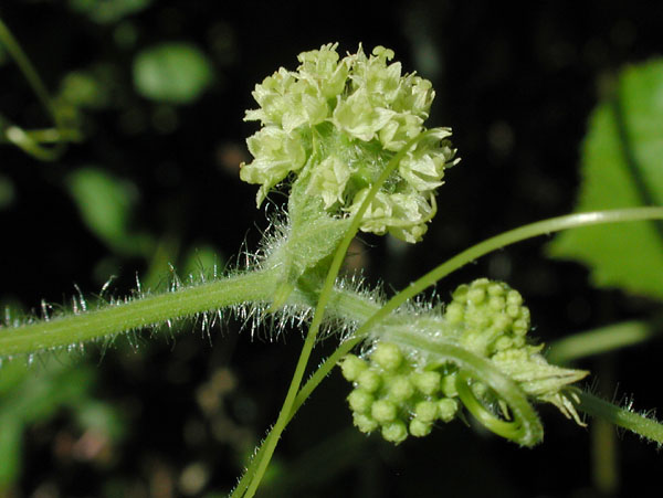 One-seed Bur-cucumber