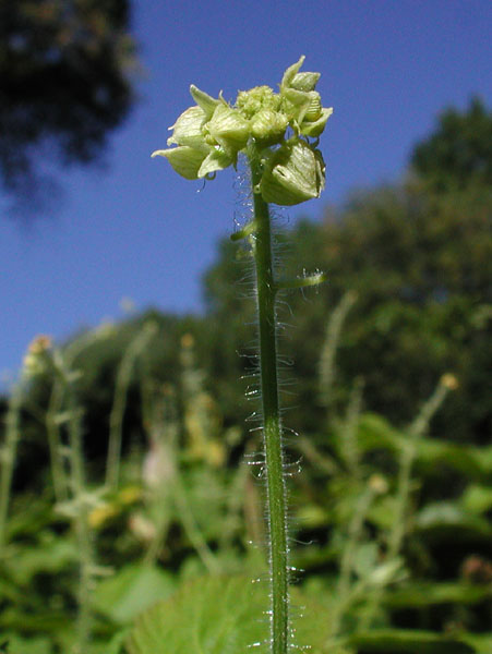 One-seed Bur-cucumber