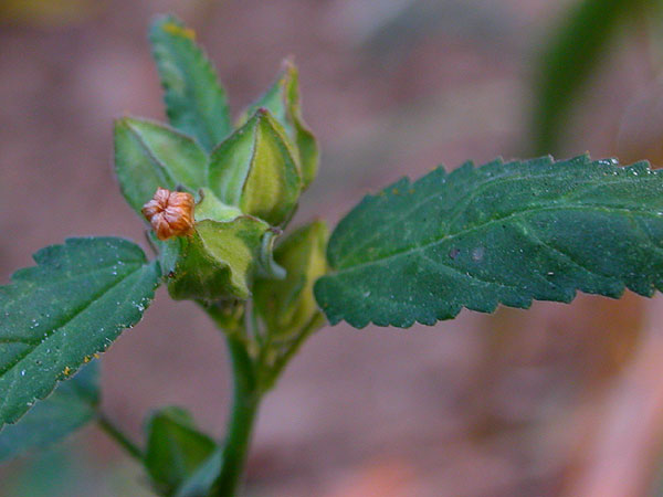 Prickly Mallow