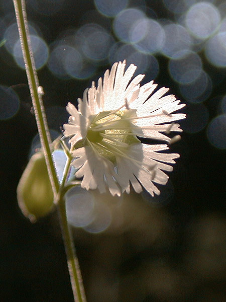 Silene stellata