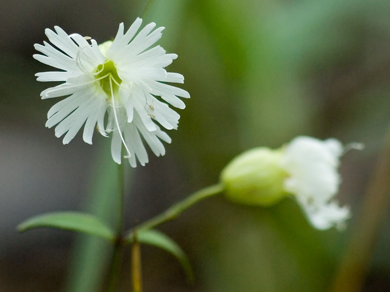 <i>Silene stellata</i>