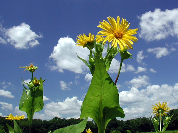 Silphium perfoliatum