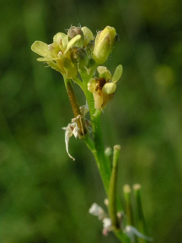 Hairy-pod Hedge-mustard