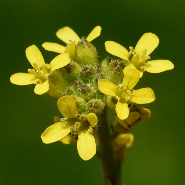 Hairy-pod Hedge-mustard