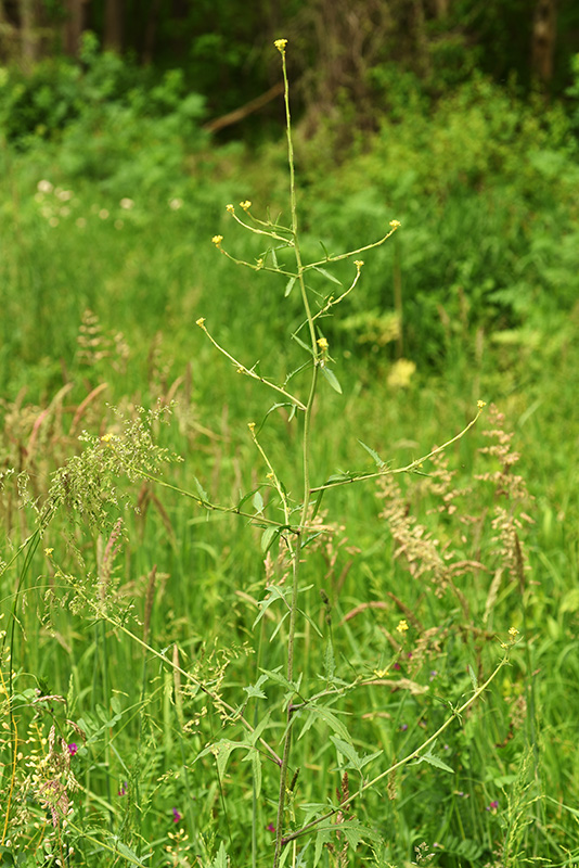 Hairy-pod Hedge-mustard