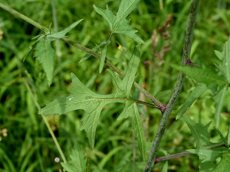 Hairy-pod Hedge-mustard