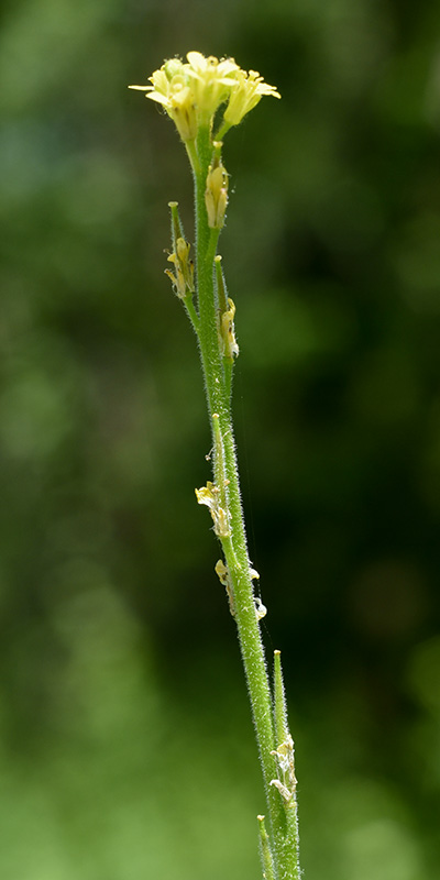 Hairy-pod Hedge-mustard