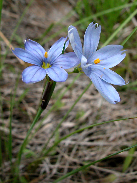 Michaux's Blue-eyed-grass