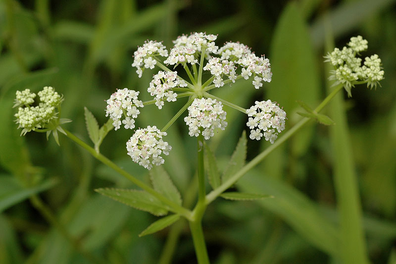 Hemlock Water-parsnip