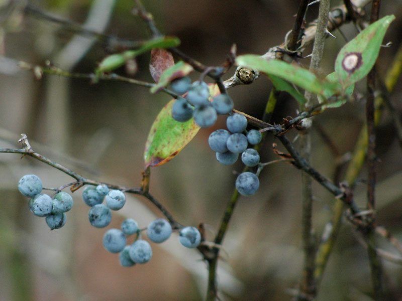 Smilax glauca