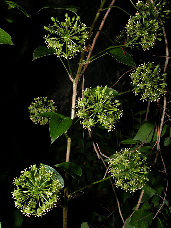 Smilax herbacea