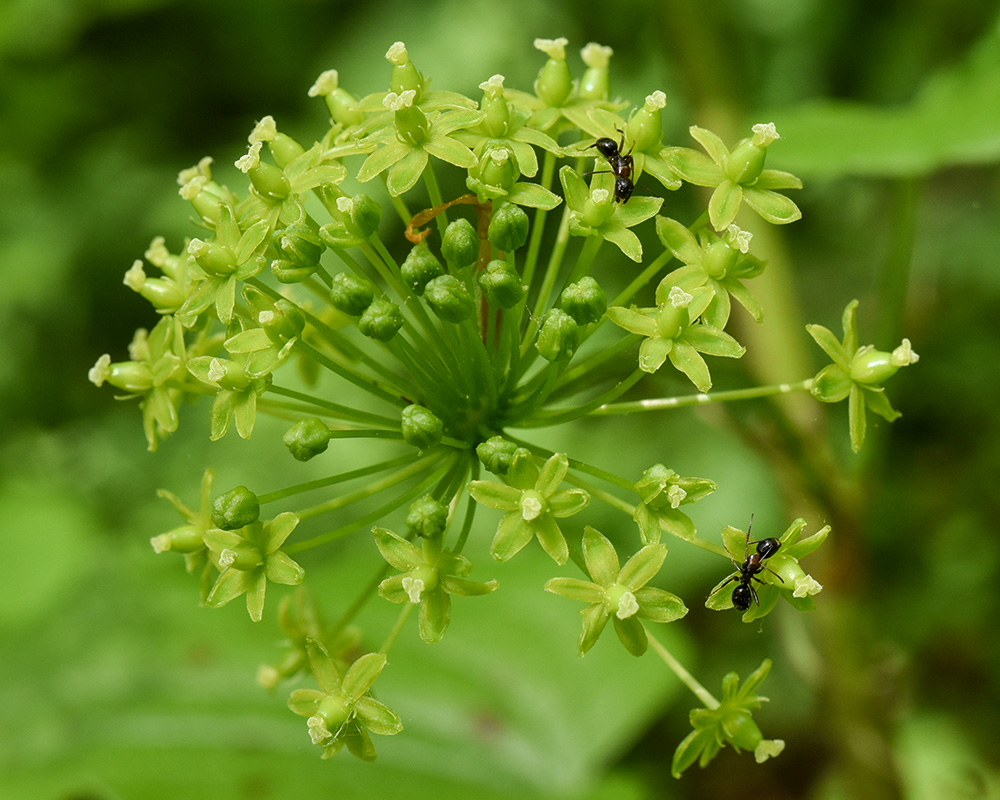 Smilax herbacea