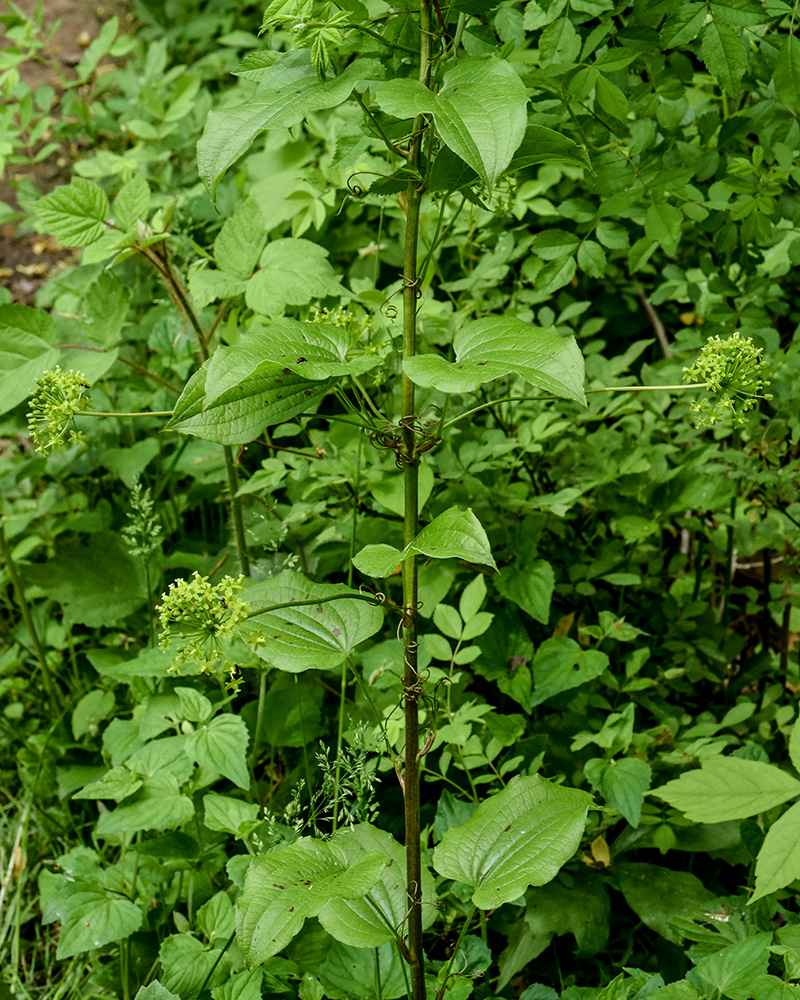 Smilax herbacea