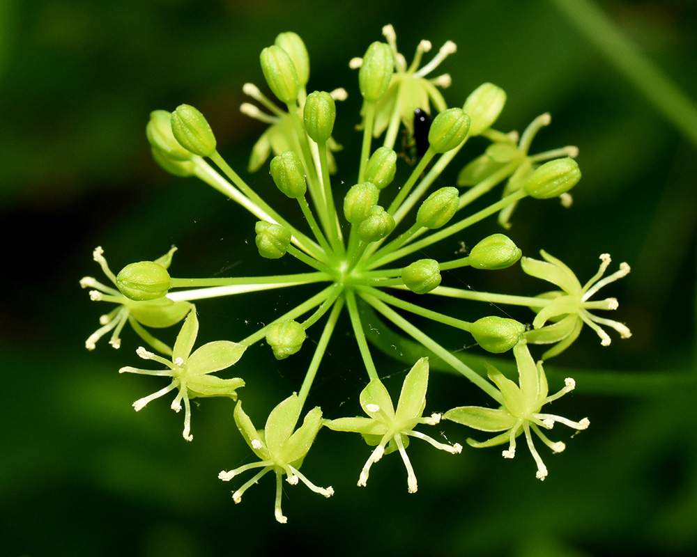 Smilax pulverulenta