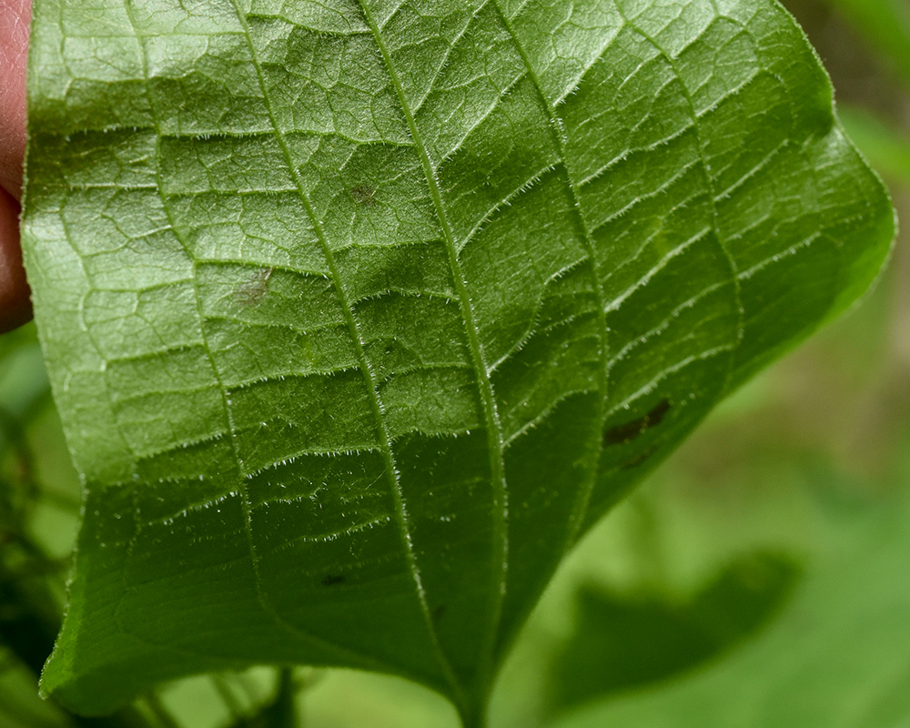 Smilax pulverulenta