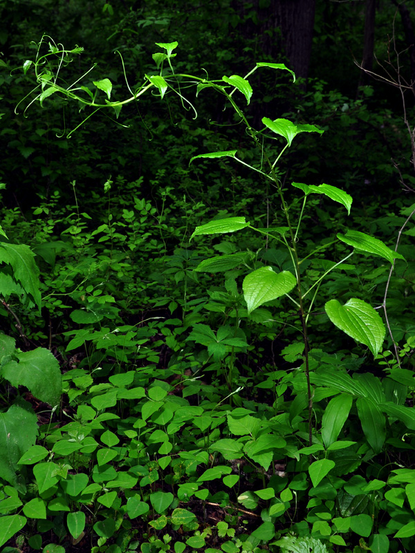 Smilax pulverulenta