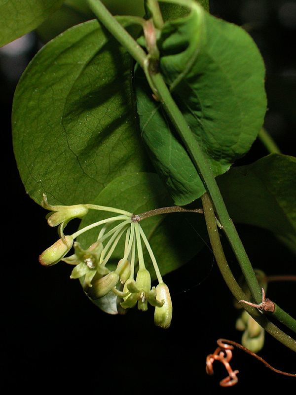 Round-leaf Greenbrier