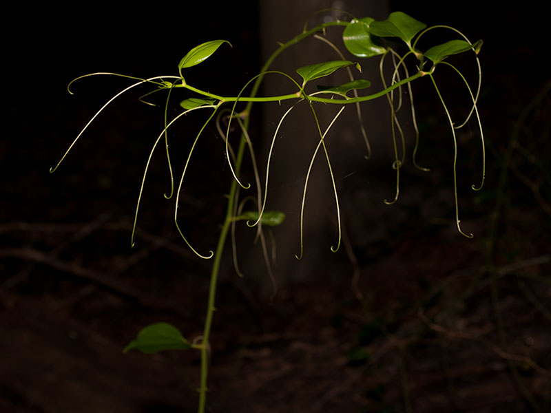 Smilax rotundifolia