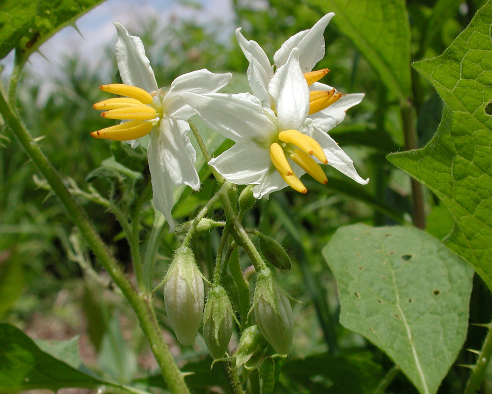 Carolina Nightshade