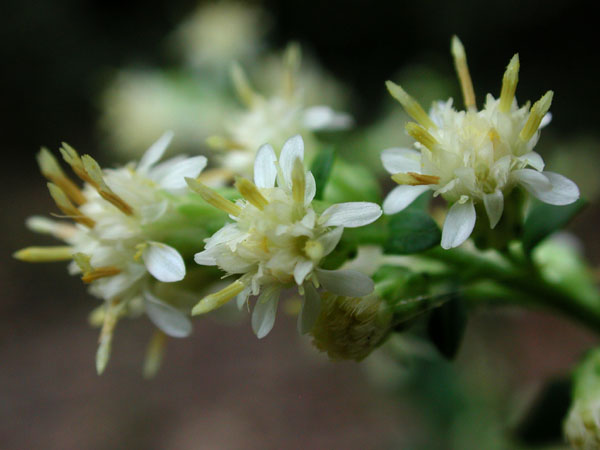 White Goldenrod