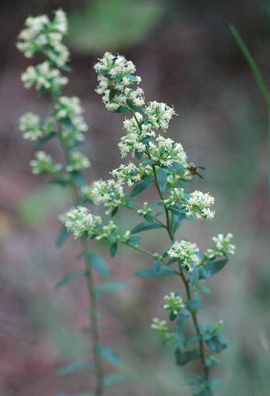 Solidago bicolor