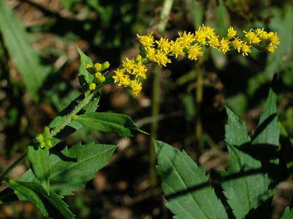 Solidago canadensis var. canadensis