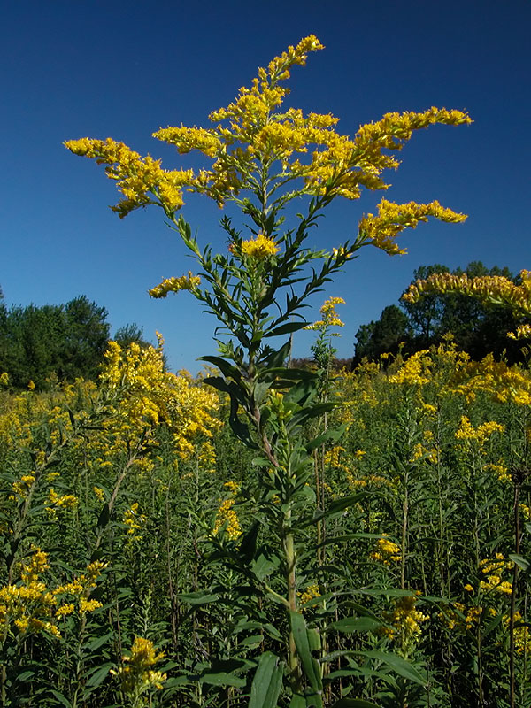 Rough Canada Goldenrod