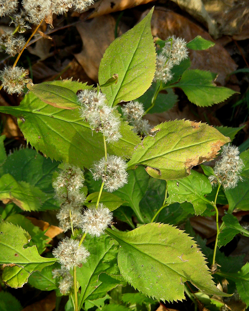 Broadleaf Goldenrod