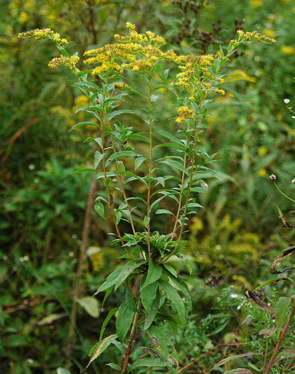 Smooth Goldenrod