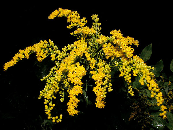 Solidago juncea