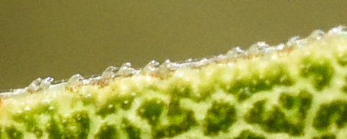 <i>Solidago mexicana</i>