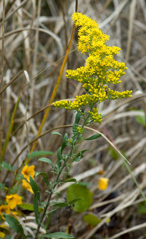 Gray Goldenrod