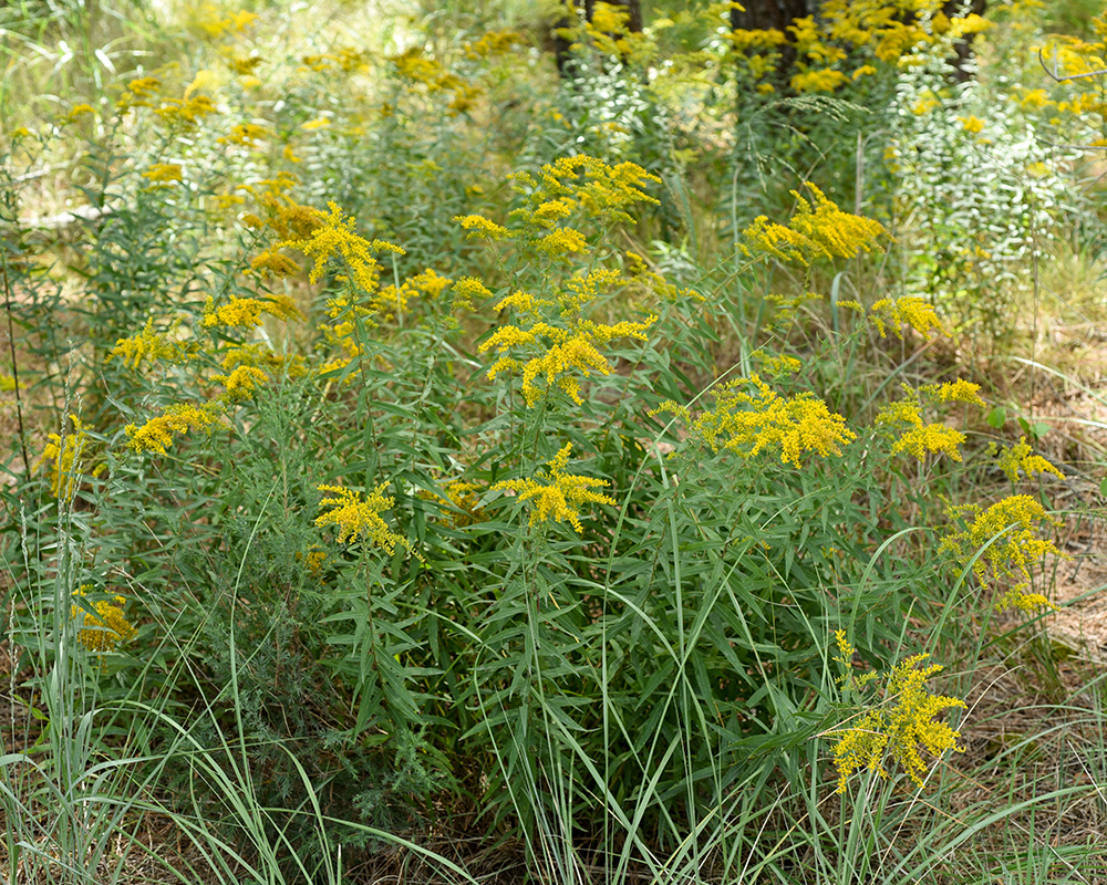 Sweet Goldenrod