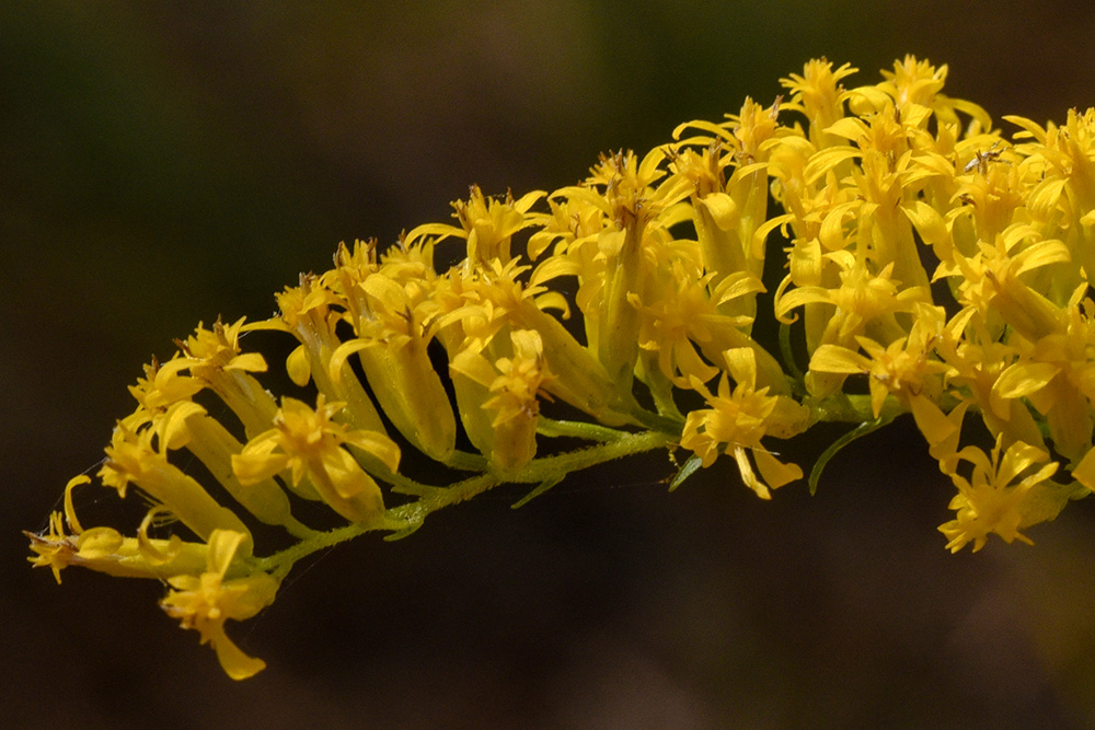 Sweet Goldenrod