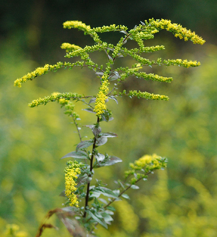 Solidago patula var. patula