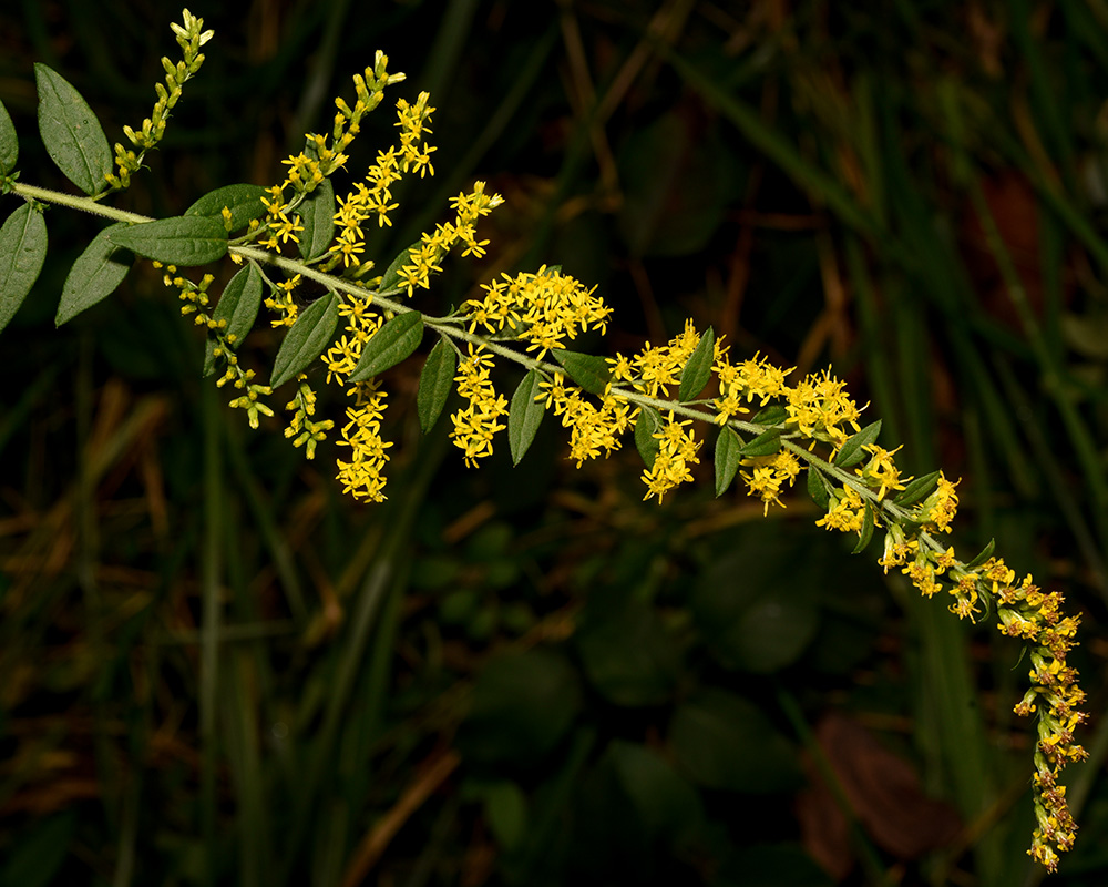 Thin Hairy Rough-leaf Goldenrod